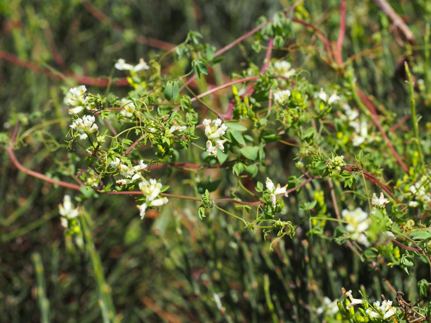 Corydalis, Climbing plant